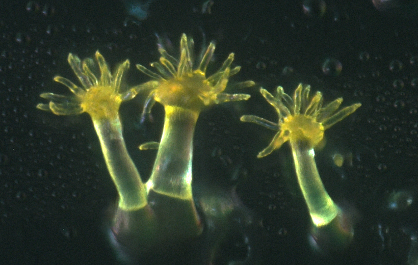 Beispiel für ein Bodenbakterium der Spezies Chondromyces crocatus, das unter dem Mikroskop gut sichtbare bunte Fruchtkörper bildet.