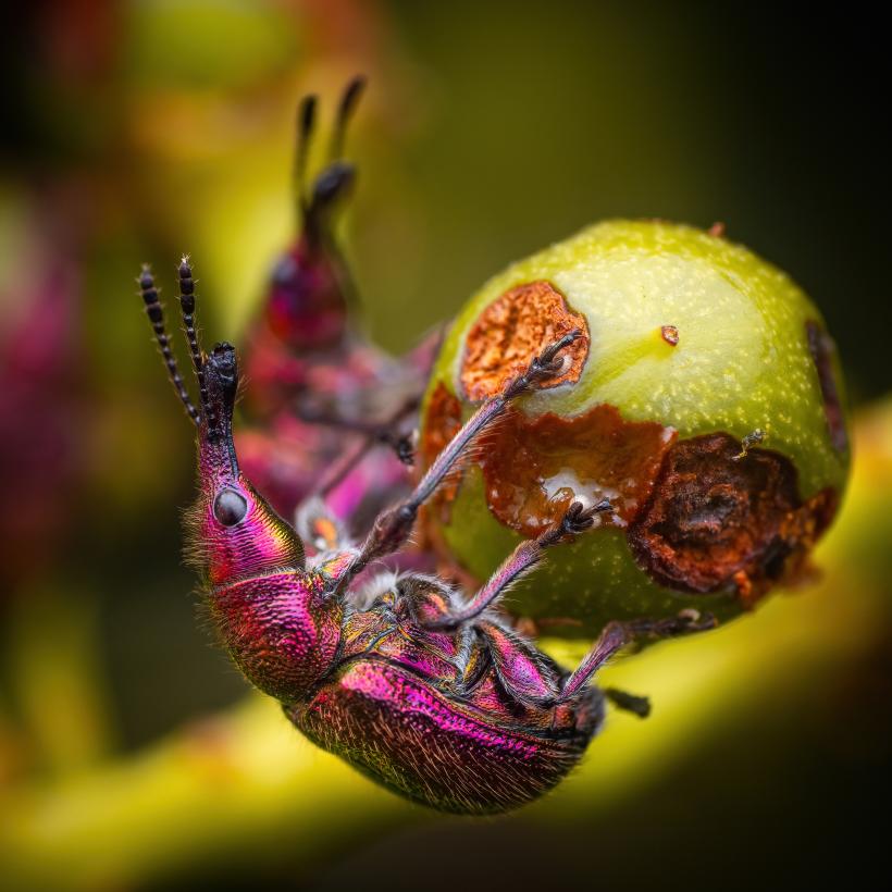 Nahaufnahme eines Käfers, der auf einer Frucht sitzt.